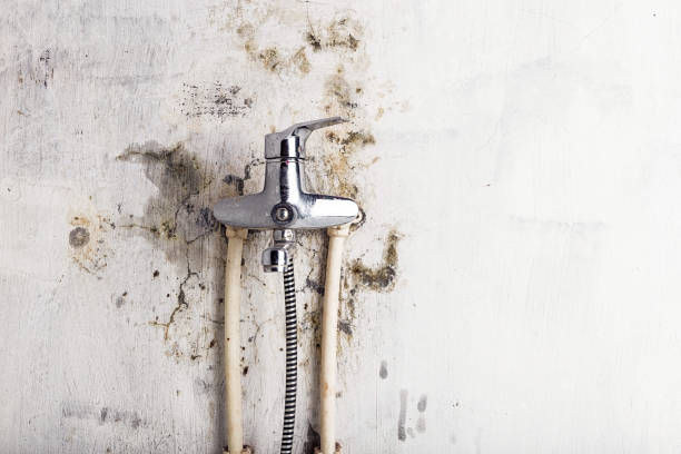 Best Emergency Mold Remediation in East Chicago, IN