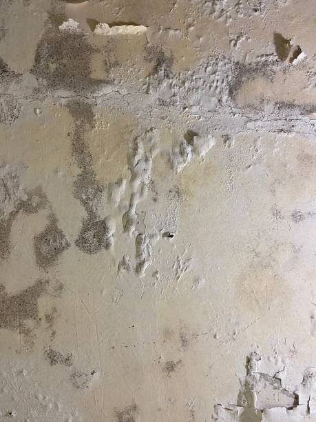 Best Mold Testing and Inspection Services in East Chicago, IN