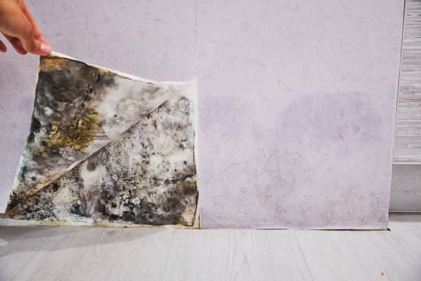 East Chicago, IN Mold Remediation Company
